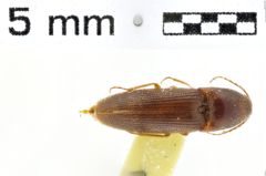 Foto (Dorsalansicht) von Reitterelater rugipennis (NHMW-ZOO-COL-0010977)